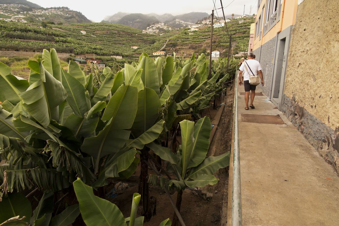 Madeira_2015_08_01 (62)_leváda Dos Piornais