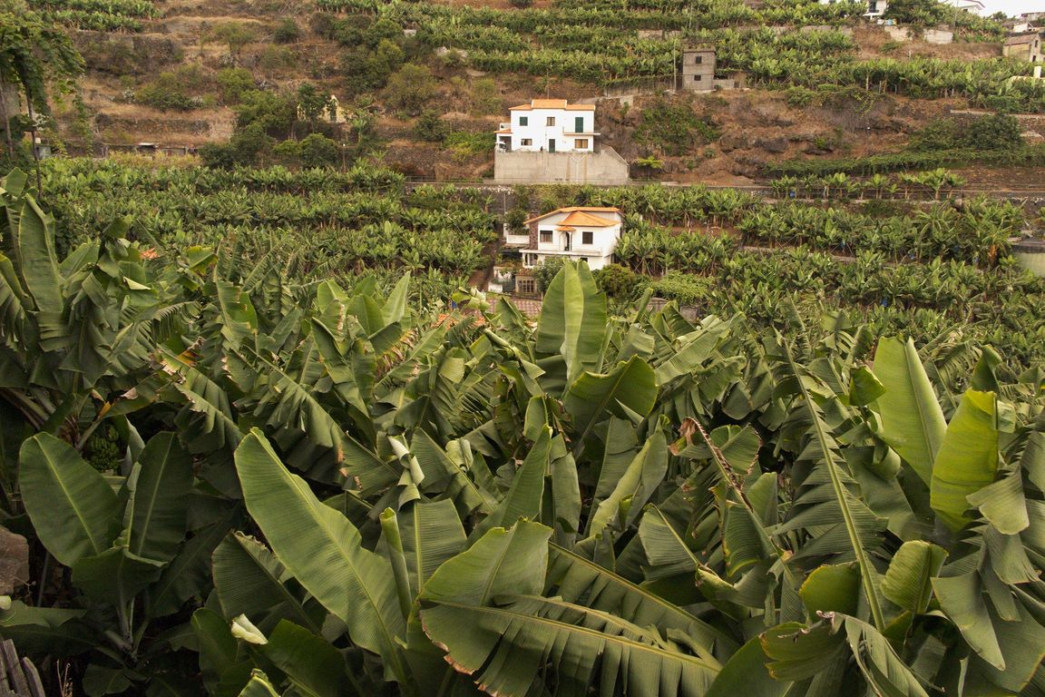 Madeira_2015_08_01 (66)_leváda Dos Piornais