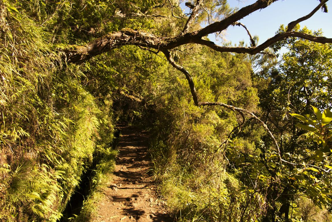 Madeira_2015_08_03 (5)_Levada do Caldeirao Verde