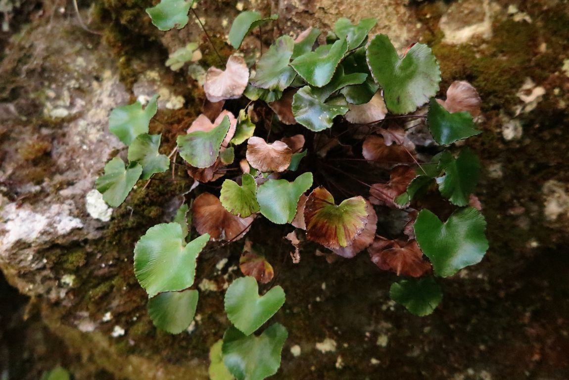 Adiantum reniforme