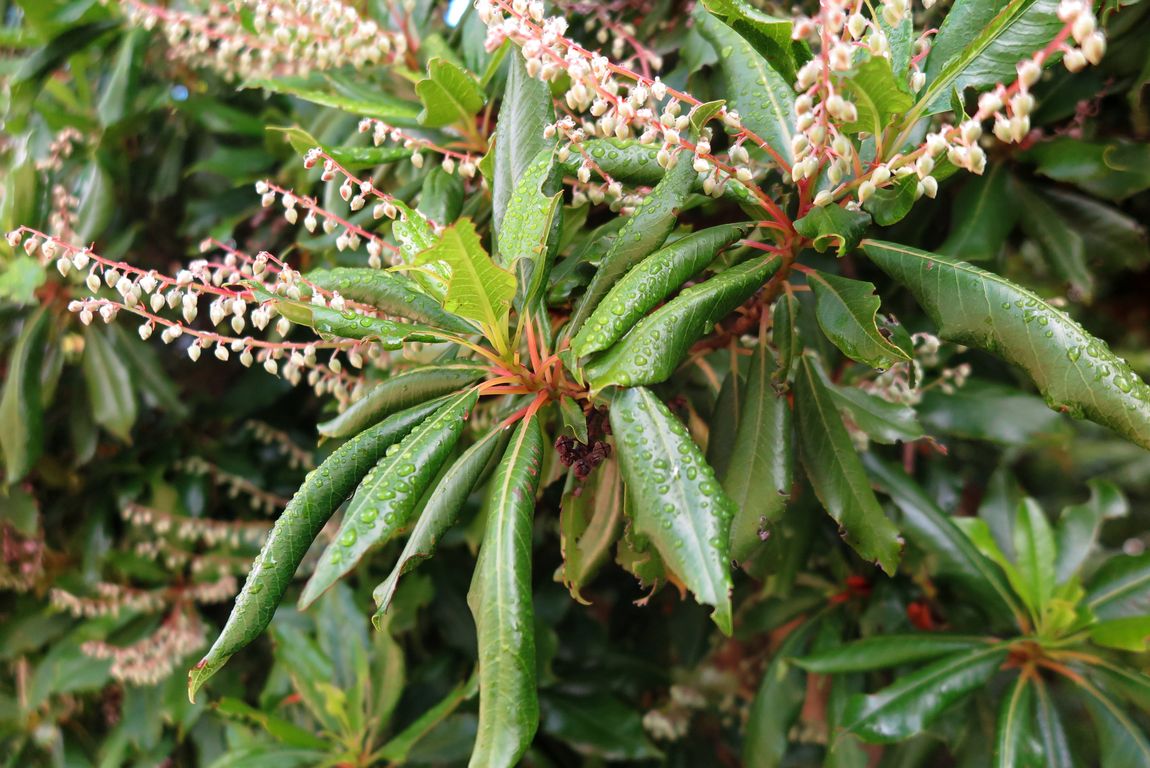 Clethra arborea