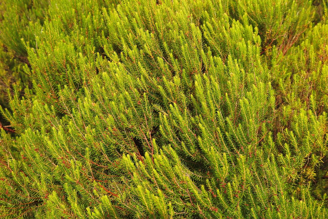 Erica arborea