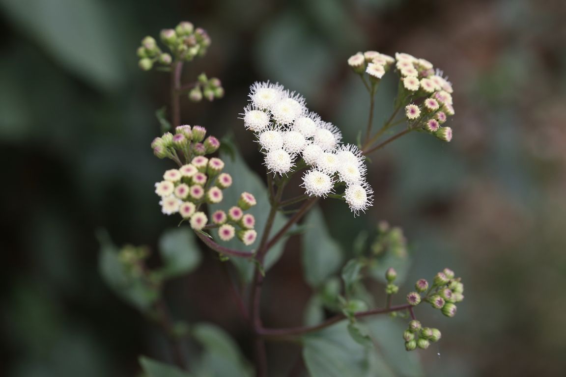 Eupatorium adenophorum