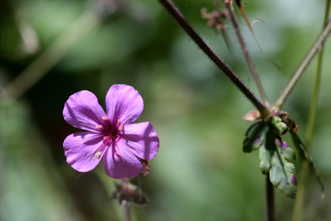 GERANIUM MADERENSE (1)