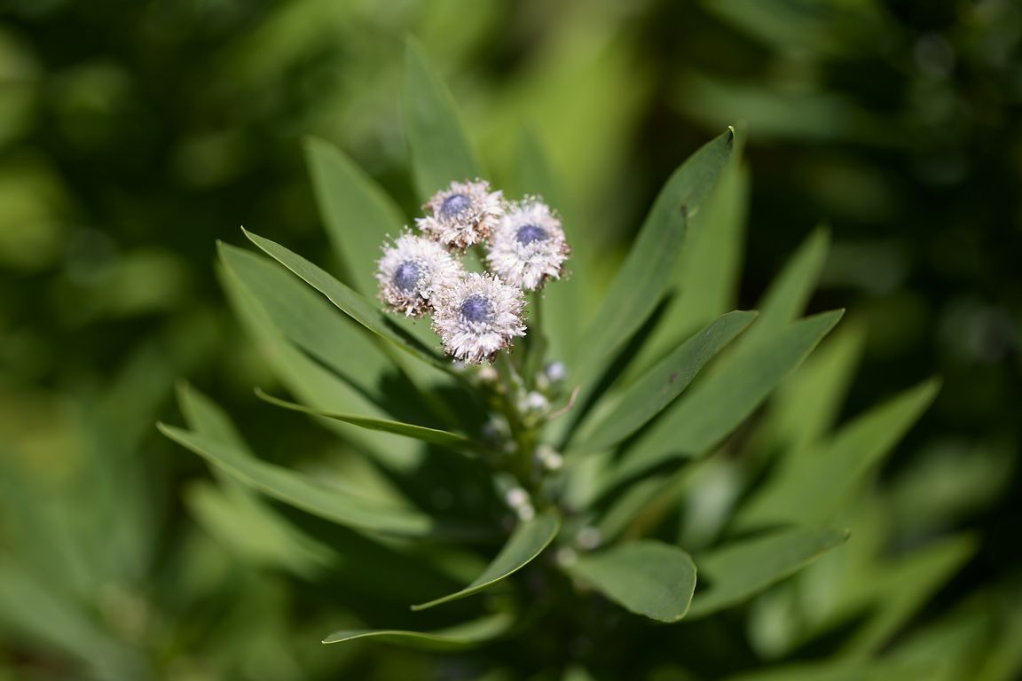 Globularia salicina