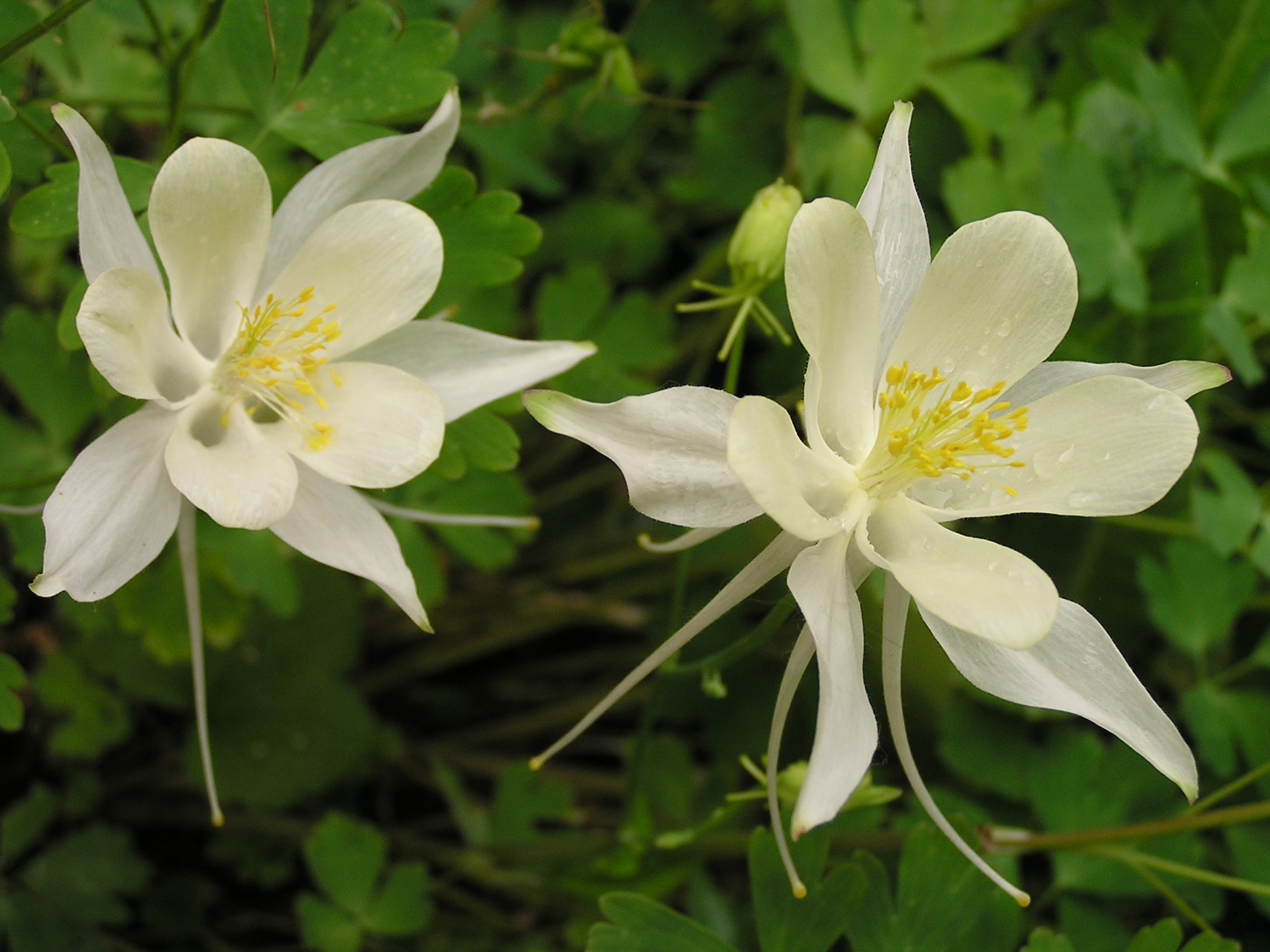 Aquilegia caerulea