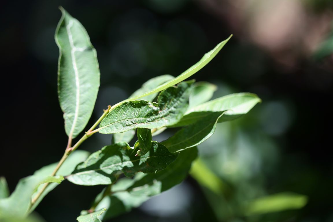 Salix canariensis