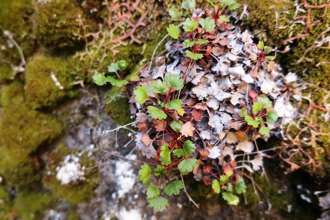 SAXIFRAGA MADERENSIS