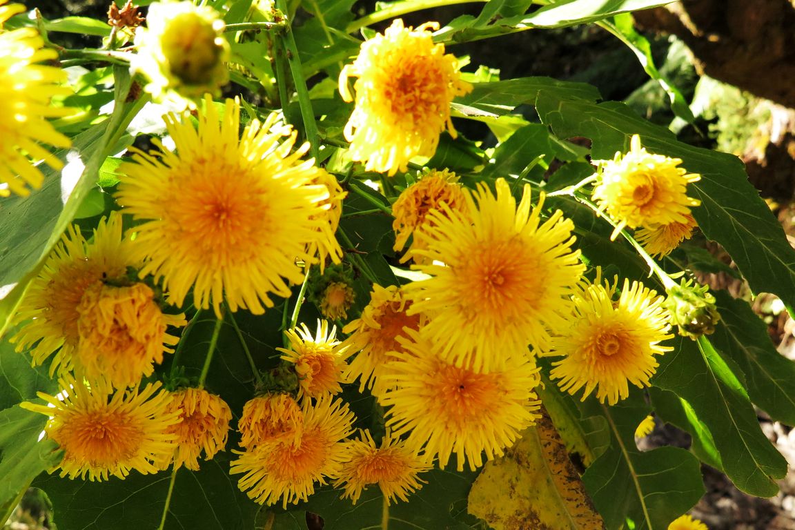 SONCHUS FRUTICOSUS   (1)