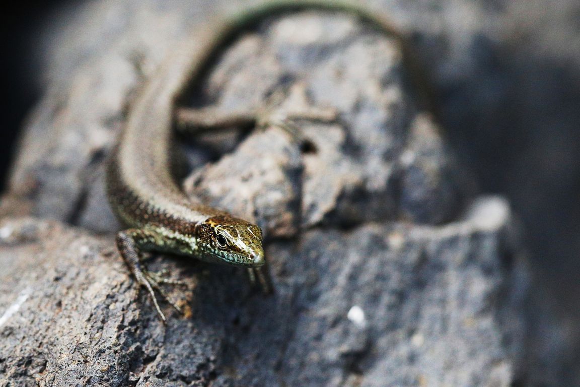 Ještěrka_Lacerta dugesii_všudypřítomný endemit Madeiry (5)