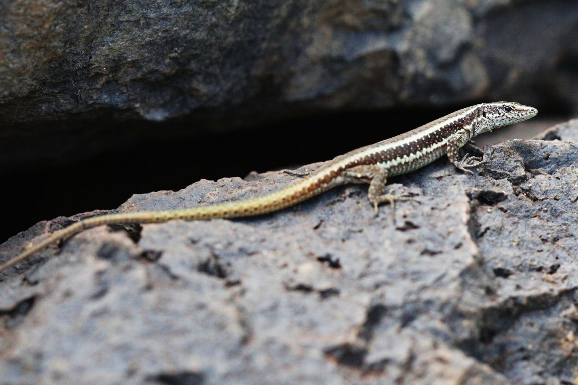 Ještěrka_Lacerta dugesii_všudypřítomný endemit Madeiry (6)