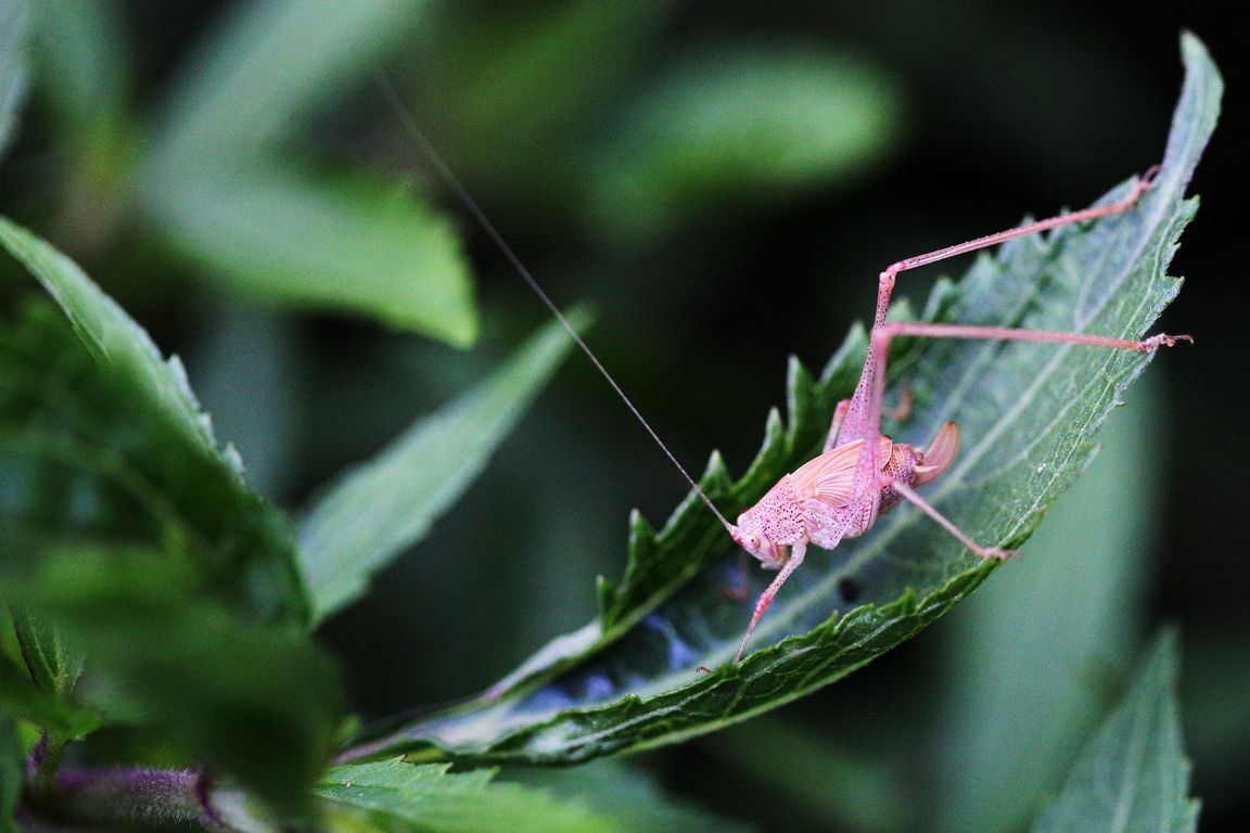 Kobylka_Phaneroptera sp. subadultní nymfa samice