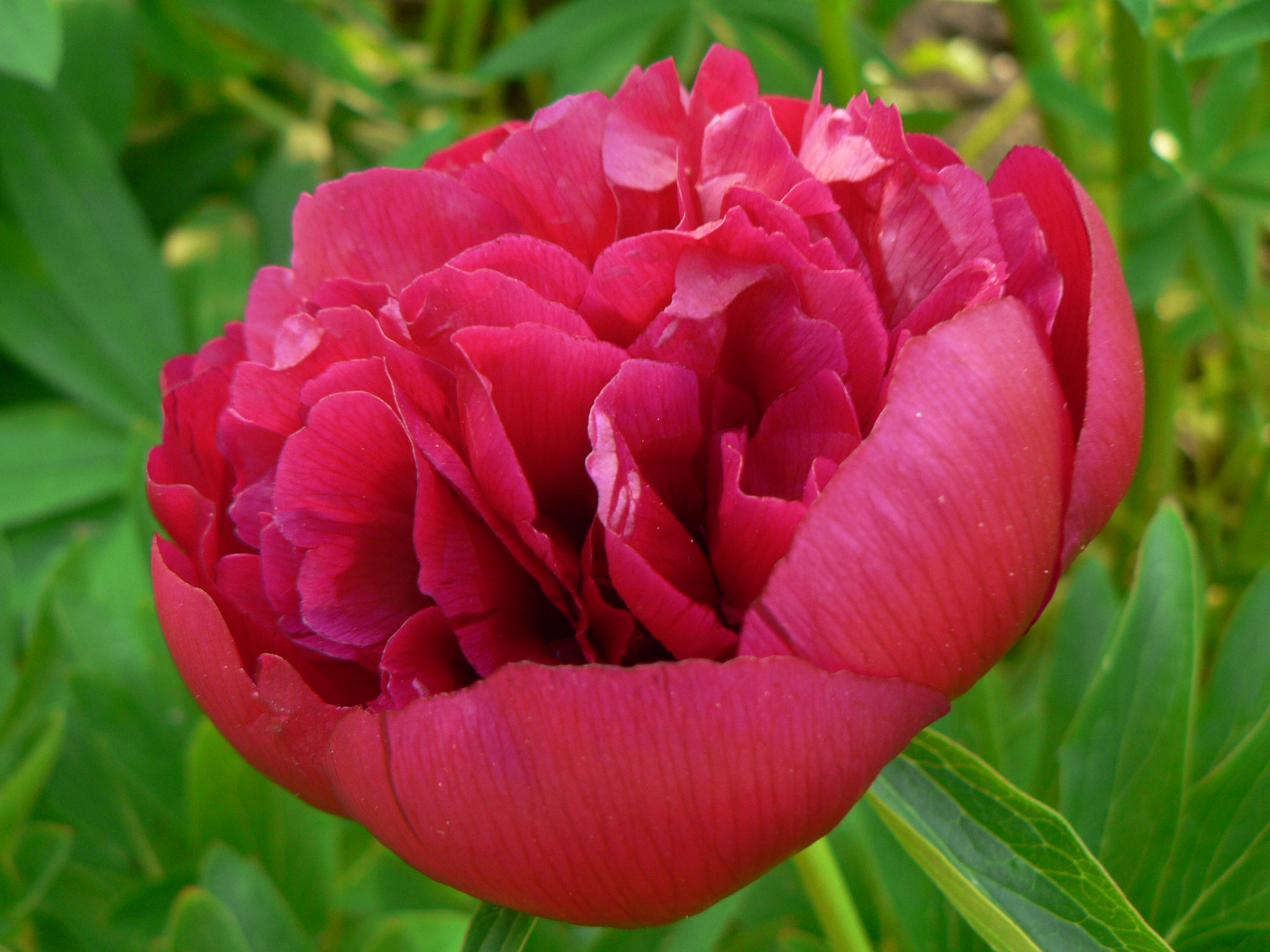 Paeonia officinalis