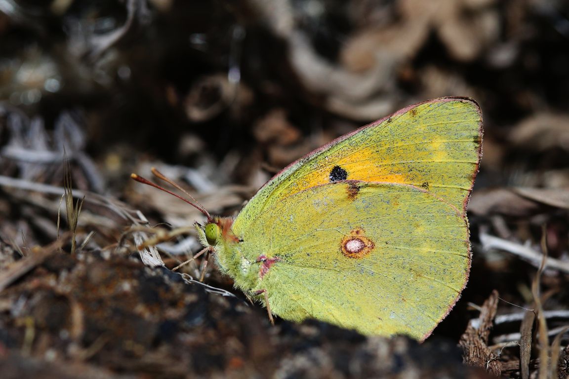 Žluťásek_Colias crocea