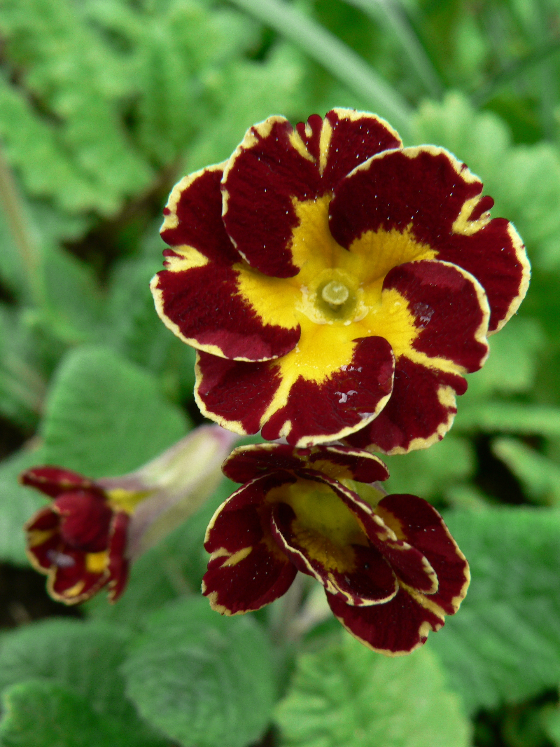 Primula Cold Lace