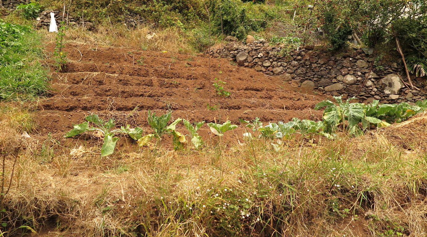 Madeira_2015_07_26_na levádě dos Tornos (15)