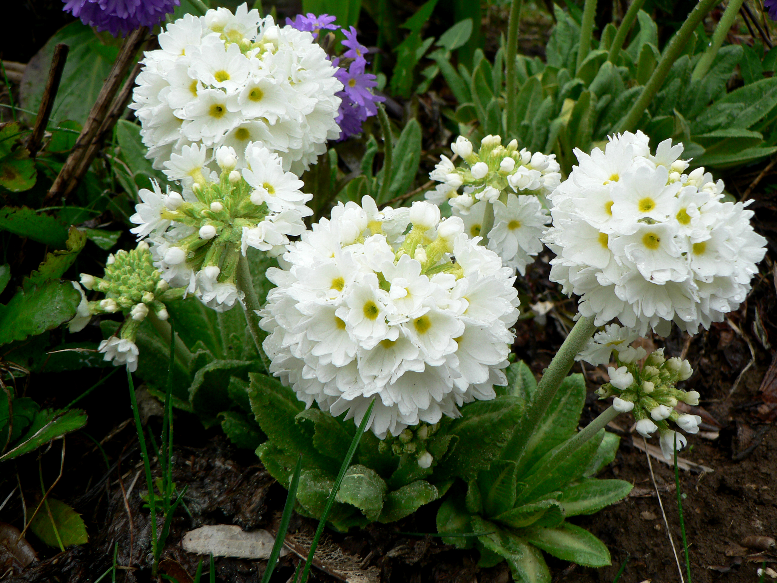 Primula denticulata