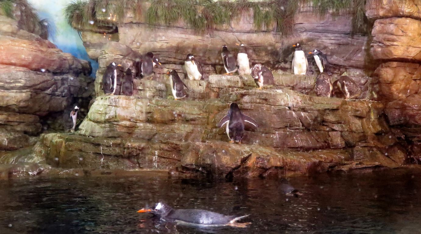 Oceanárium Valencia_2015_09_23 (49)