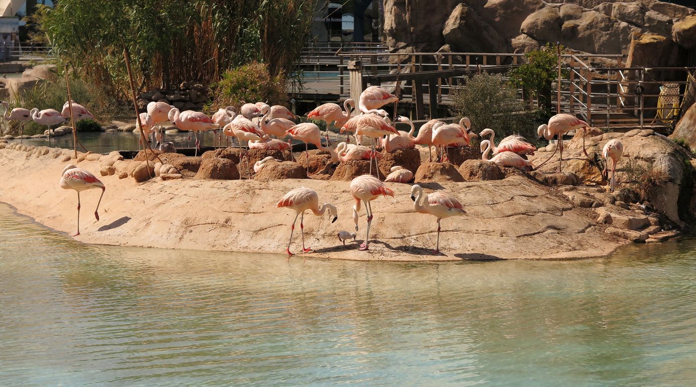 Oceanárium Valencia_2015_09_23 (66)