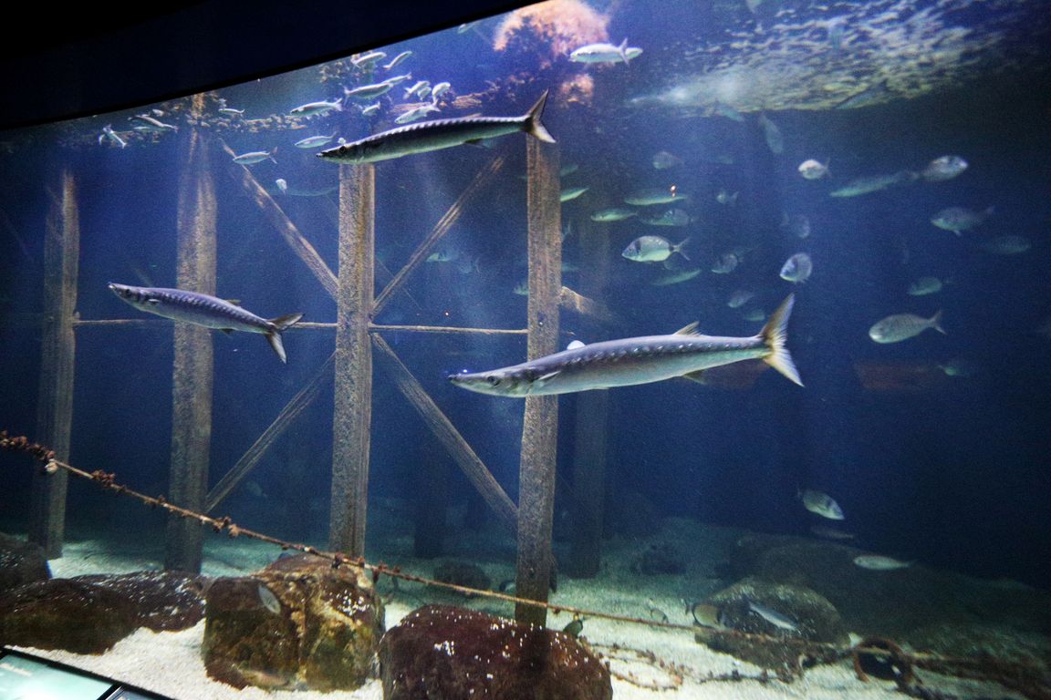 Oceanárium Valencia_2015_09_23 (84)