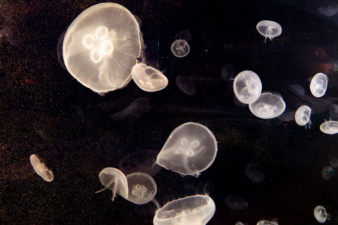 Oceanárium Valencia_2015_09_23 (86)