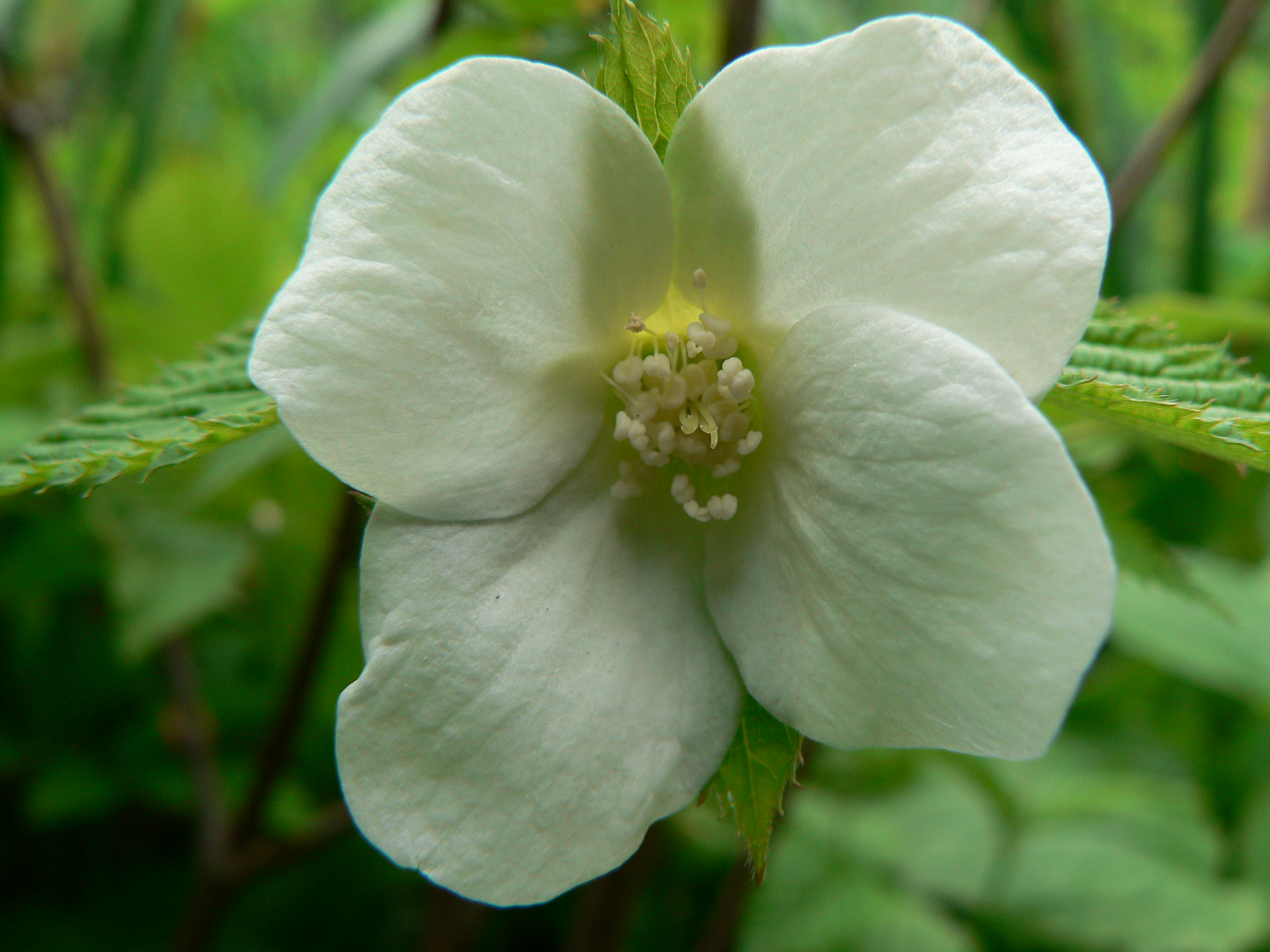 Rhodotypos scandens