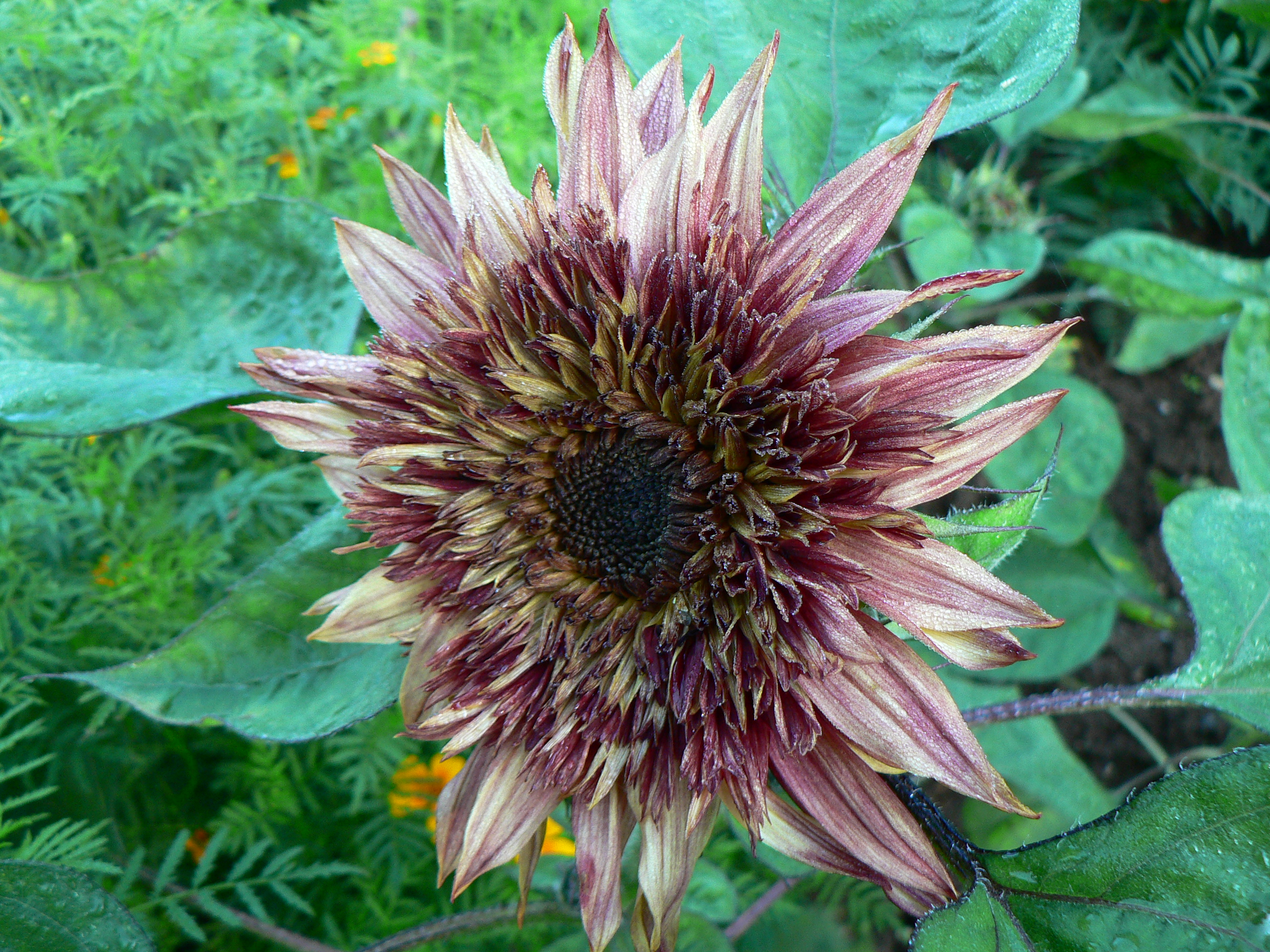 Helianthus Dandy