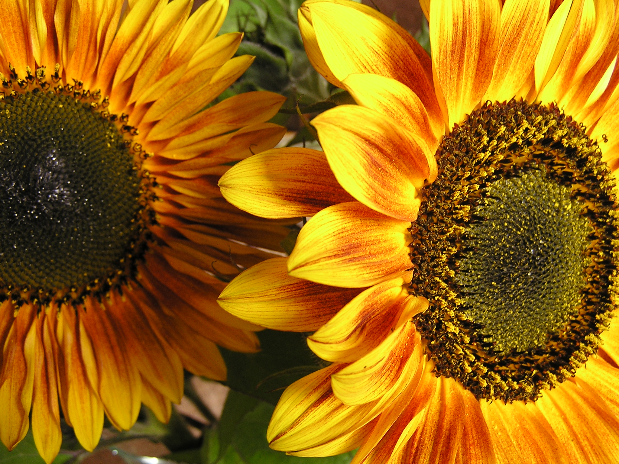 Helianthus annuus