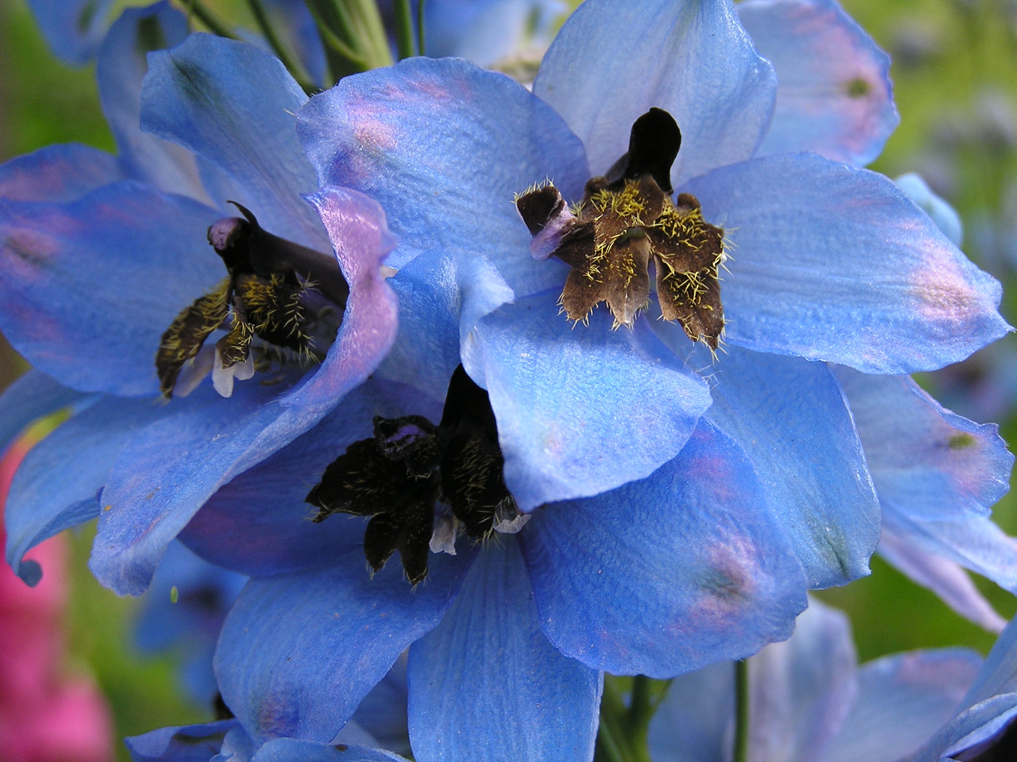 Delphinium x cultorum