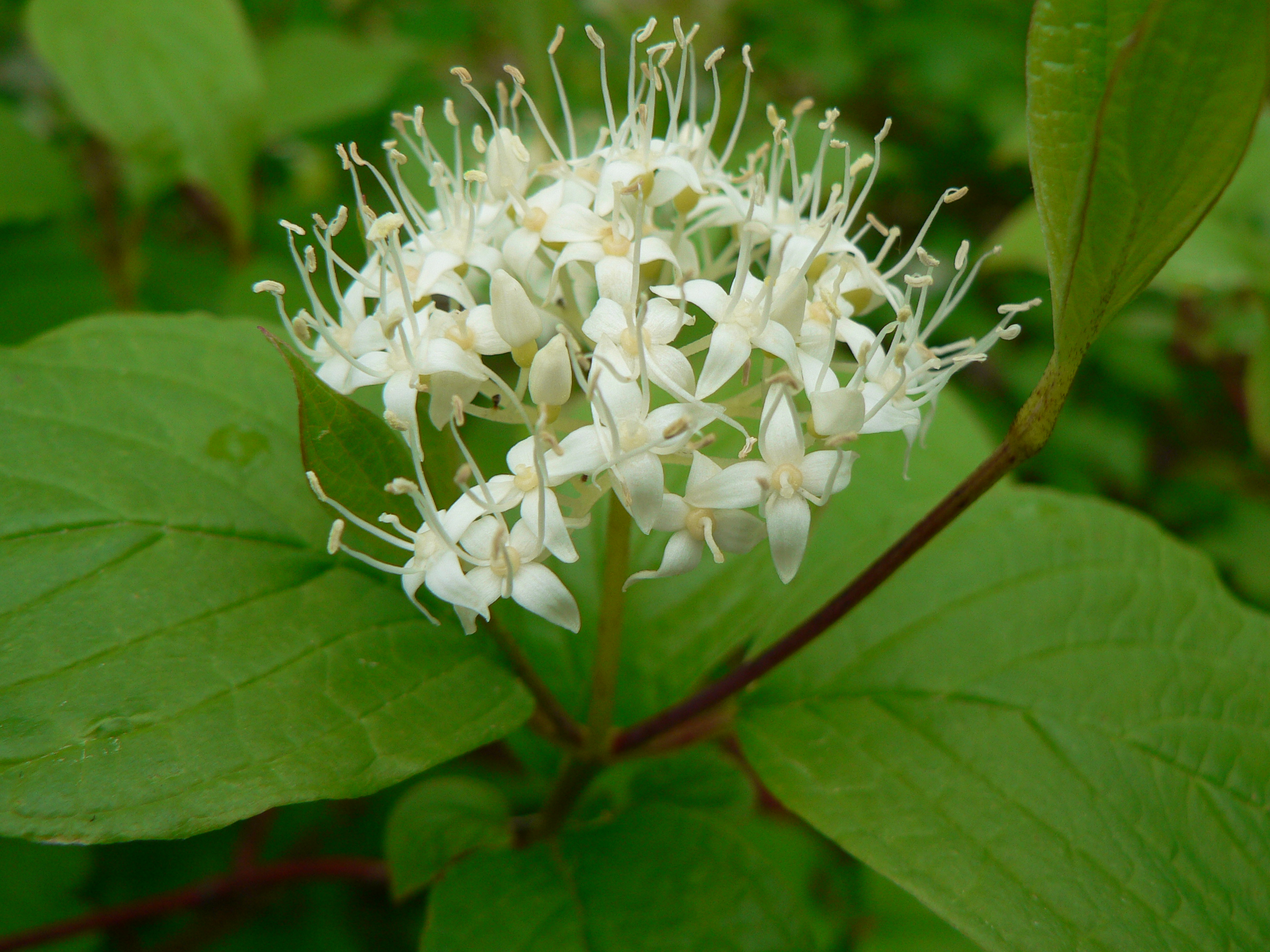 Cornus saquinea