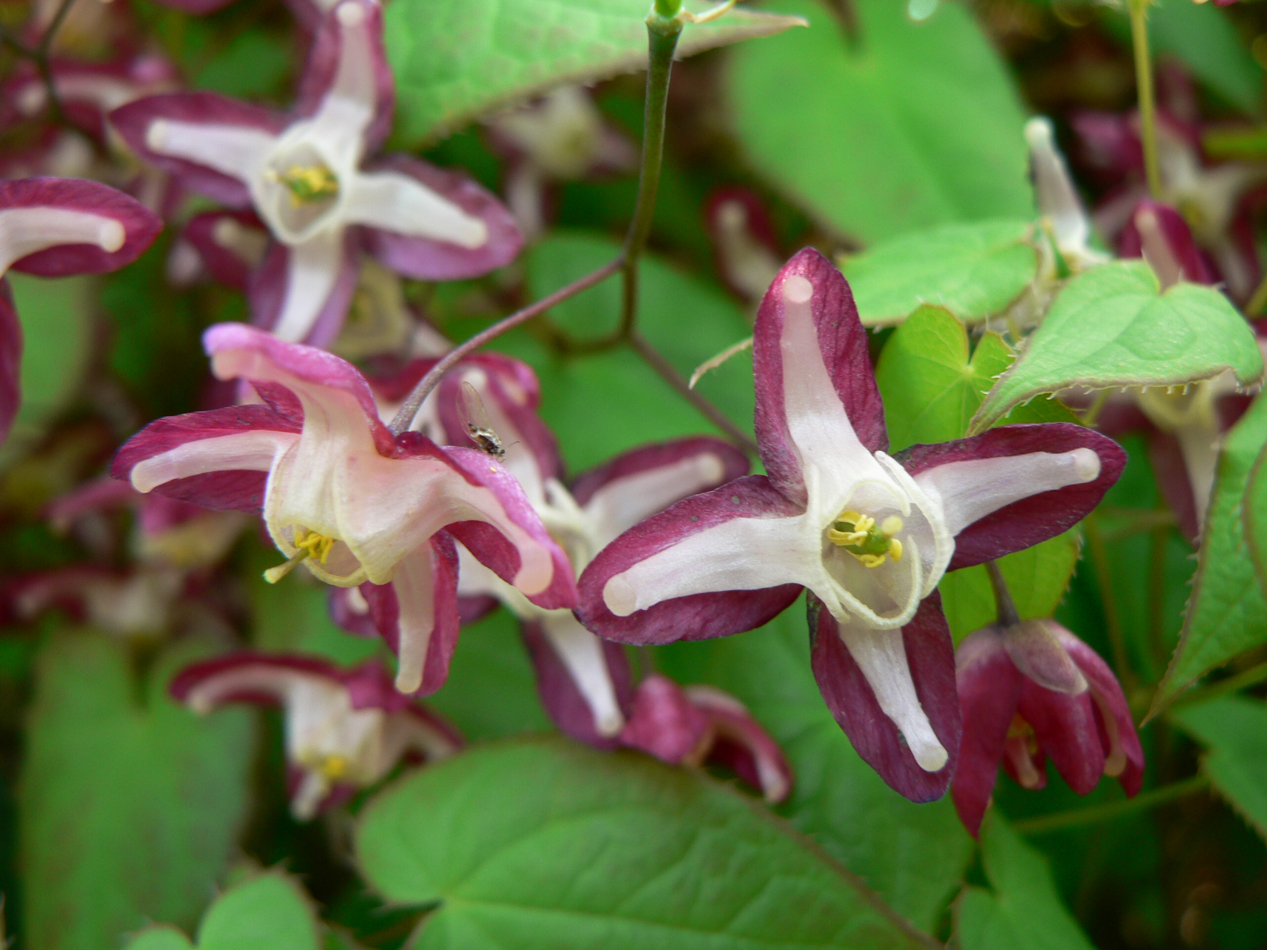 Epimedium x rubrum