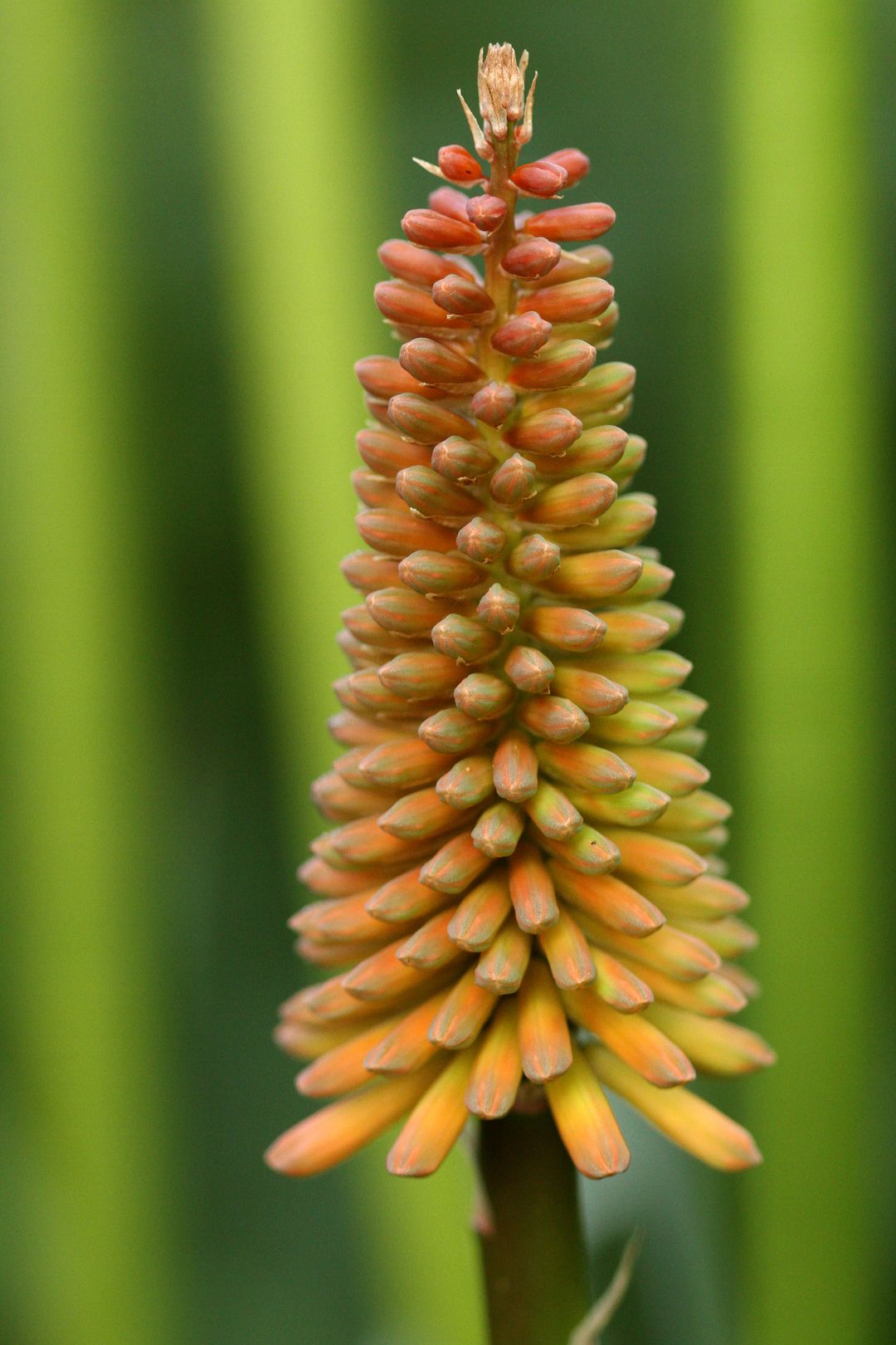 Kniphophia ALCAZAR (1)