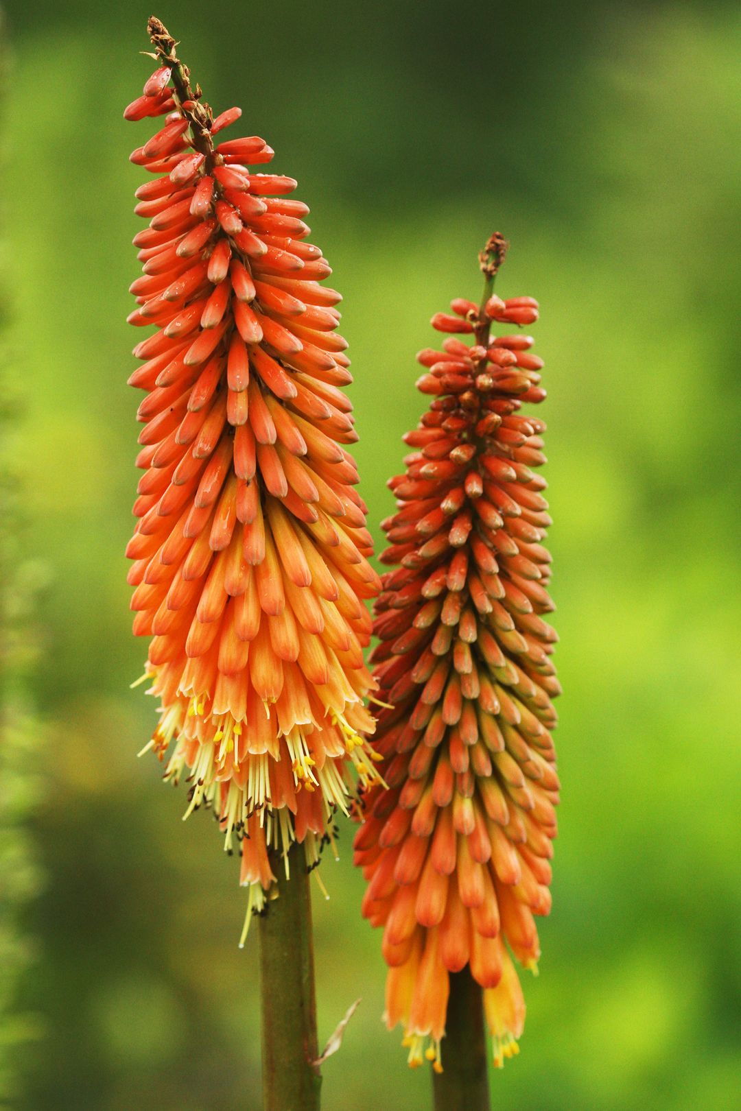 Kniphophia ALCAZAR (2)