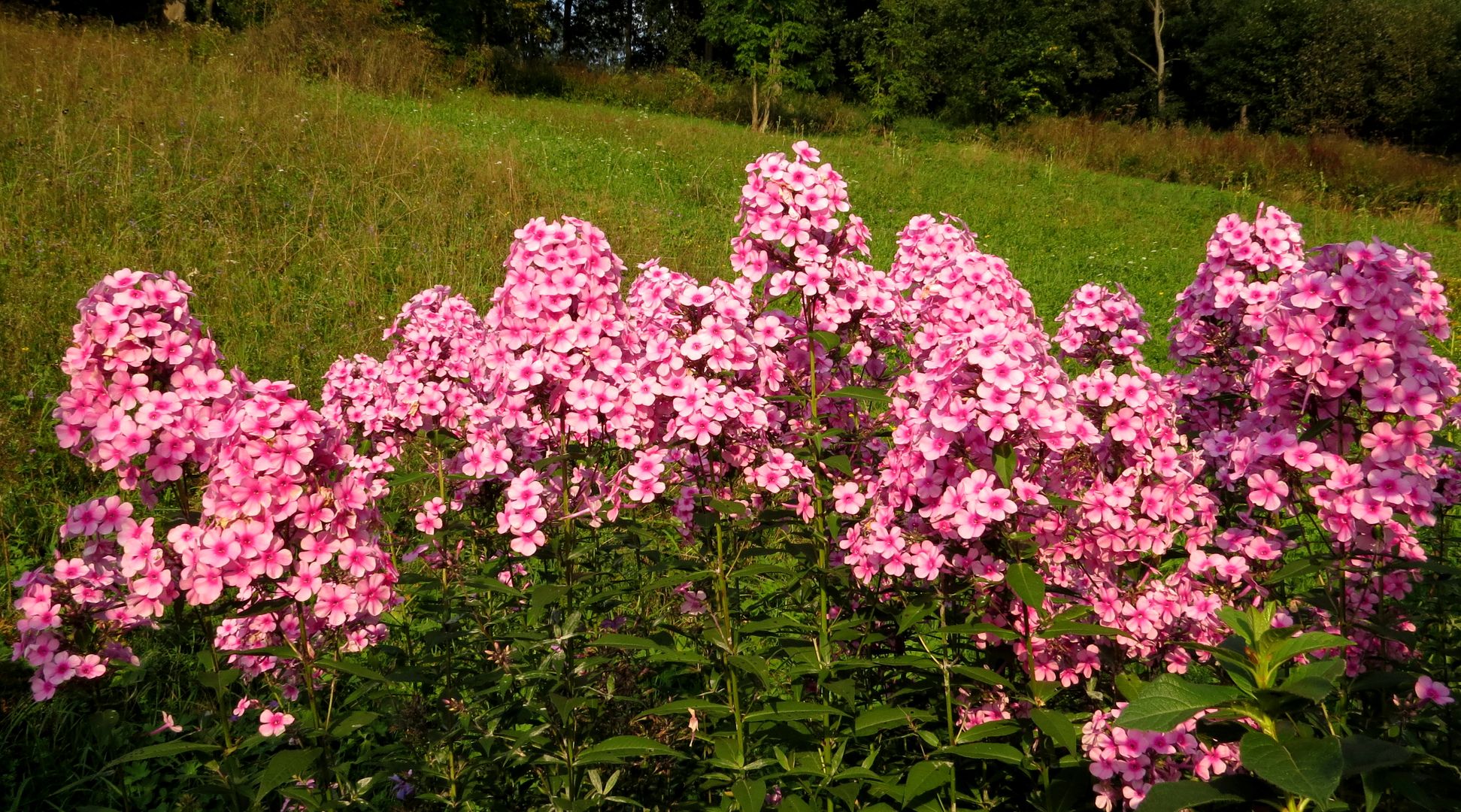 Phlox paniculata