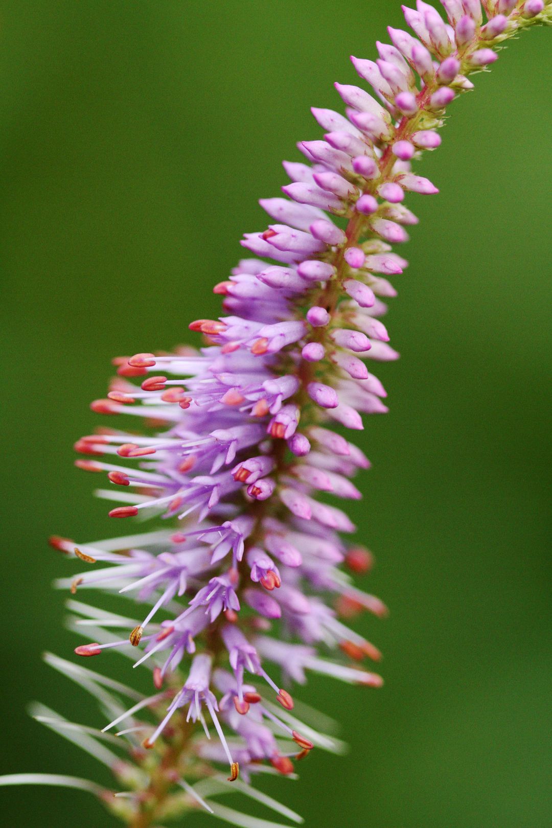 Veronicastrum sibiricum