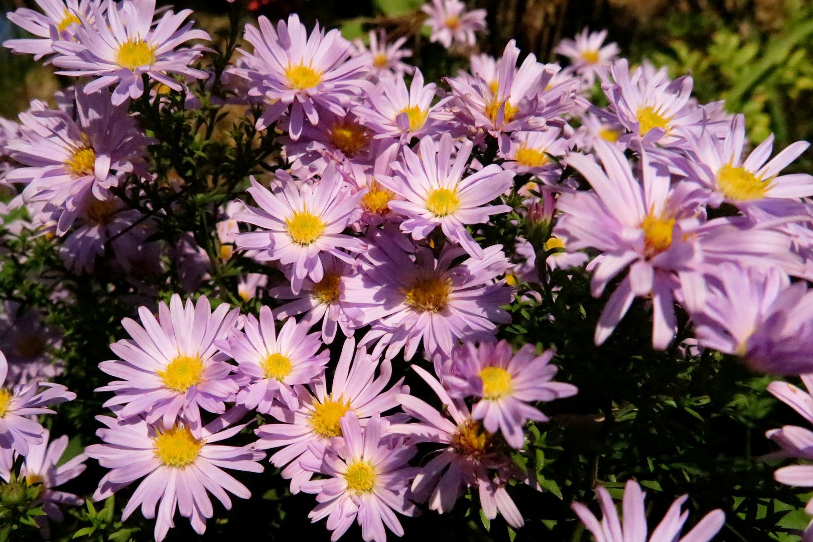 Aster dumosus