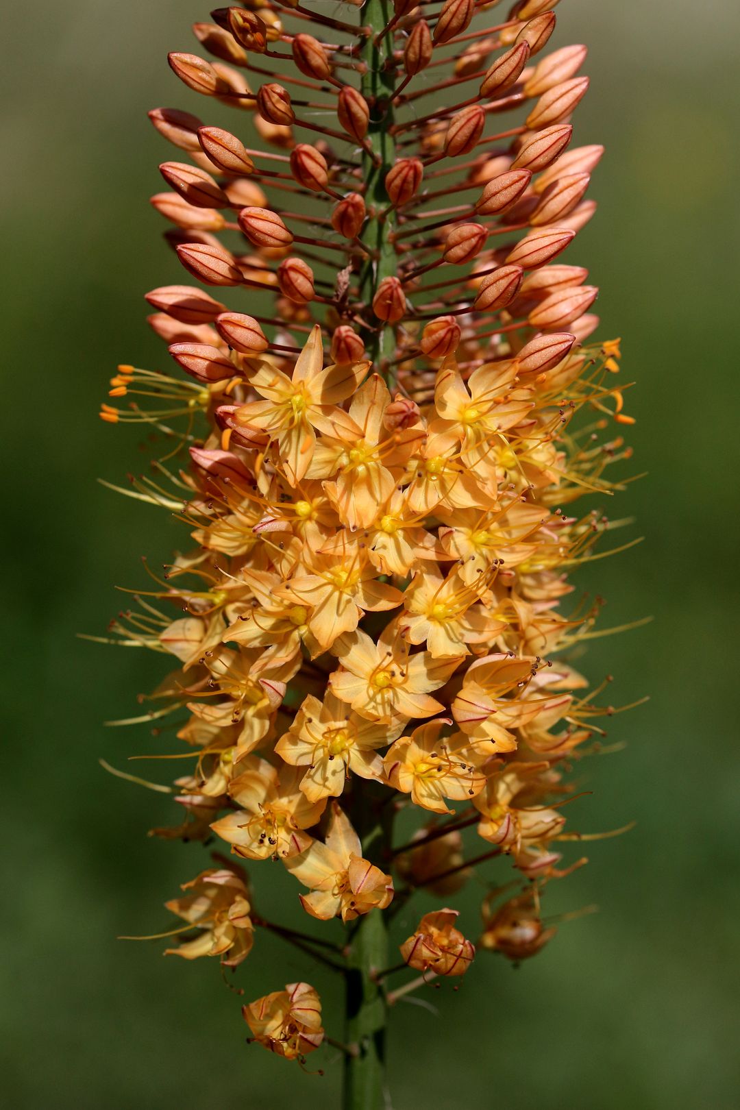 Eremurus CLEOPATRA