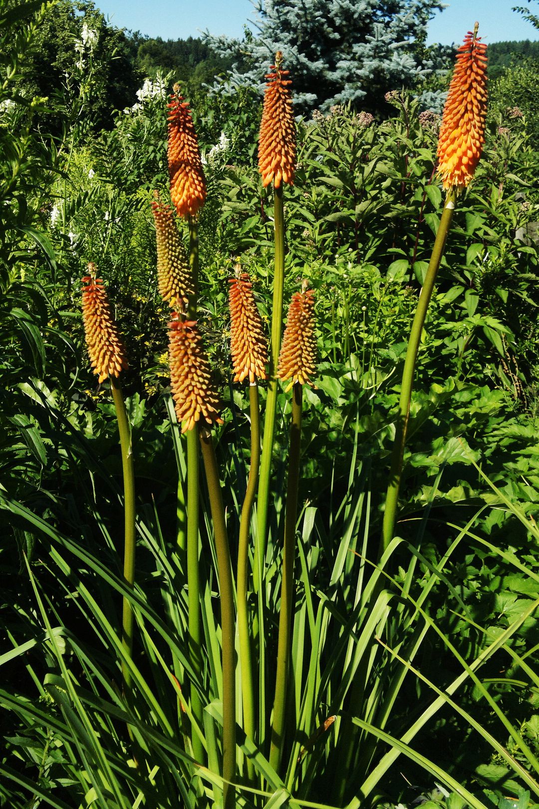 Kniphophia ALCAZAR