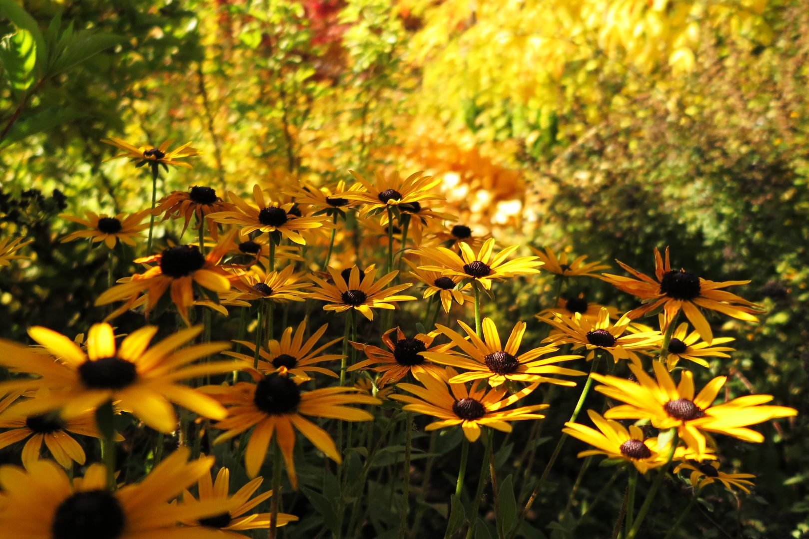 Rudbeckia sp.