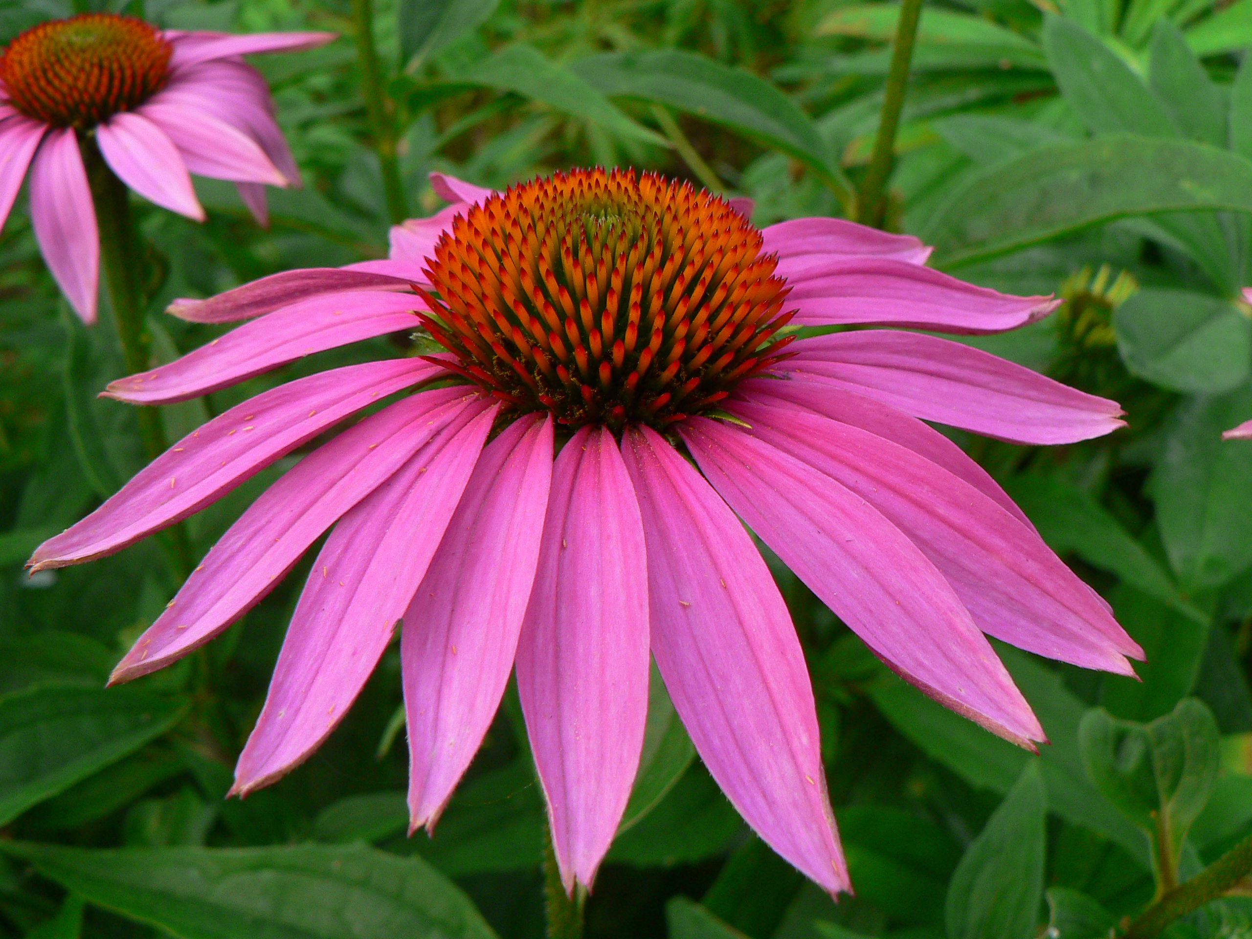 Echinacea purpurea