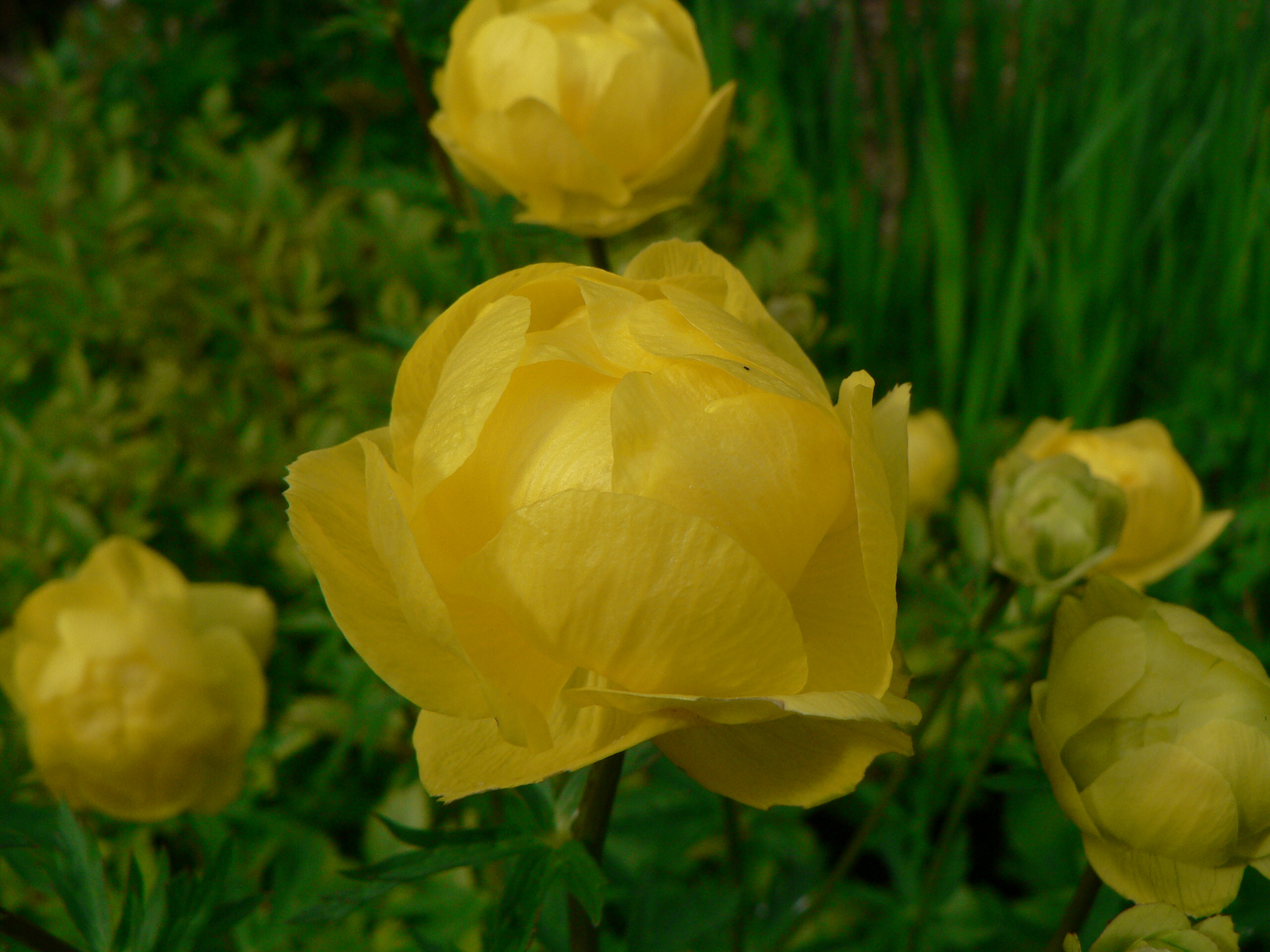 Trollius europaeus