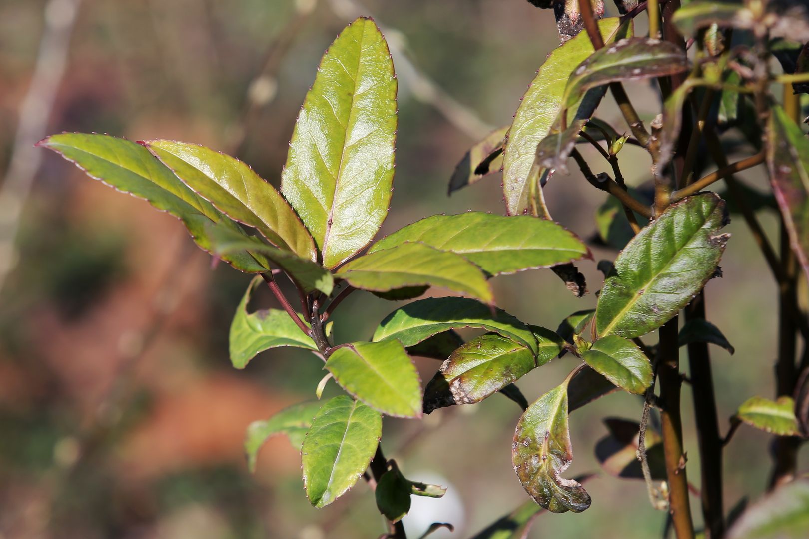 Helwingia chinensis