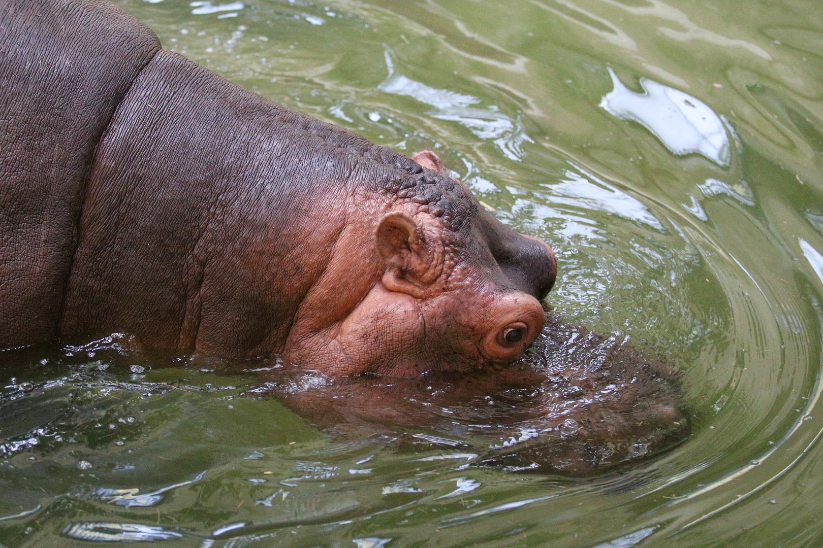 ZOO Budapešť (25)