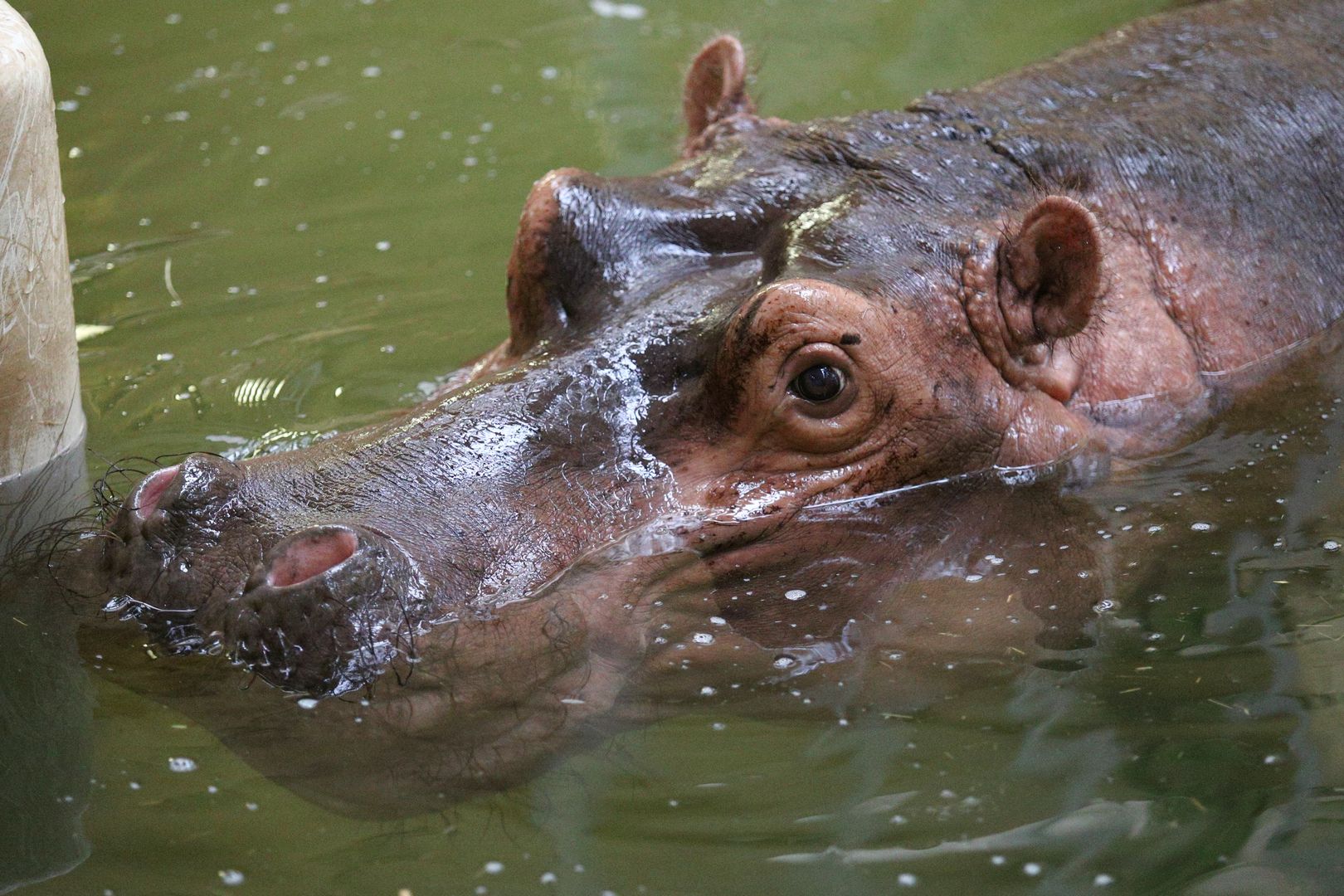 ZOO Budapešť (26)