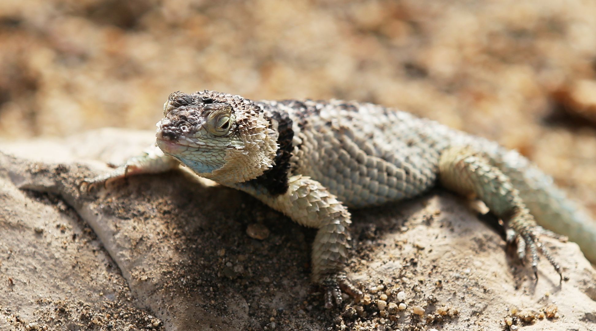 ZOO Budapešť (35)