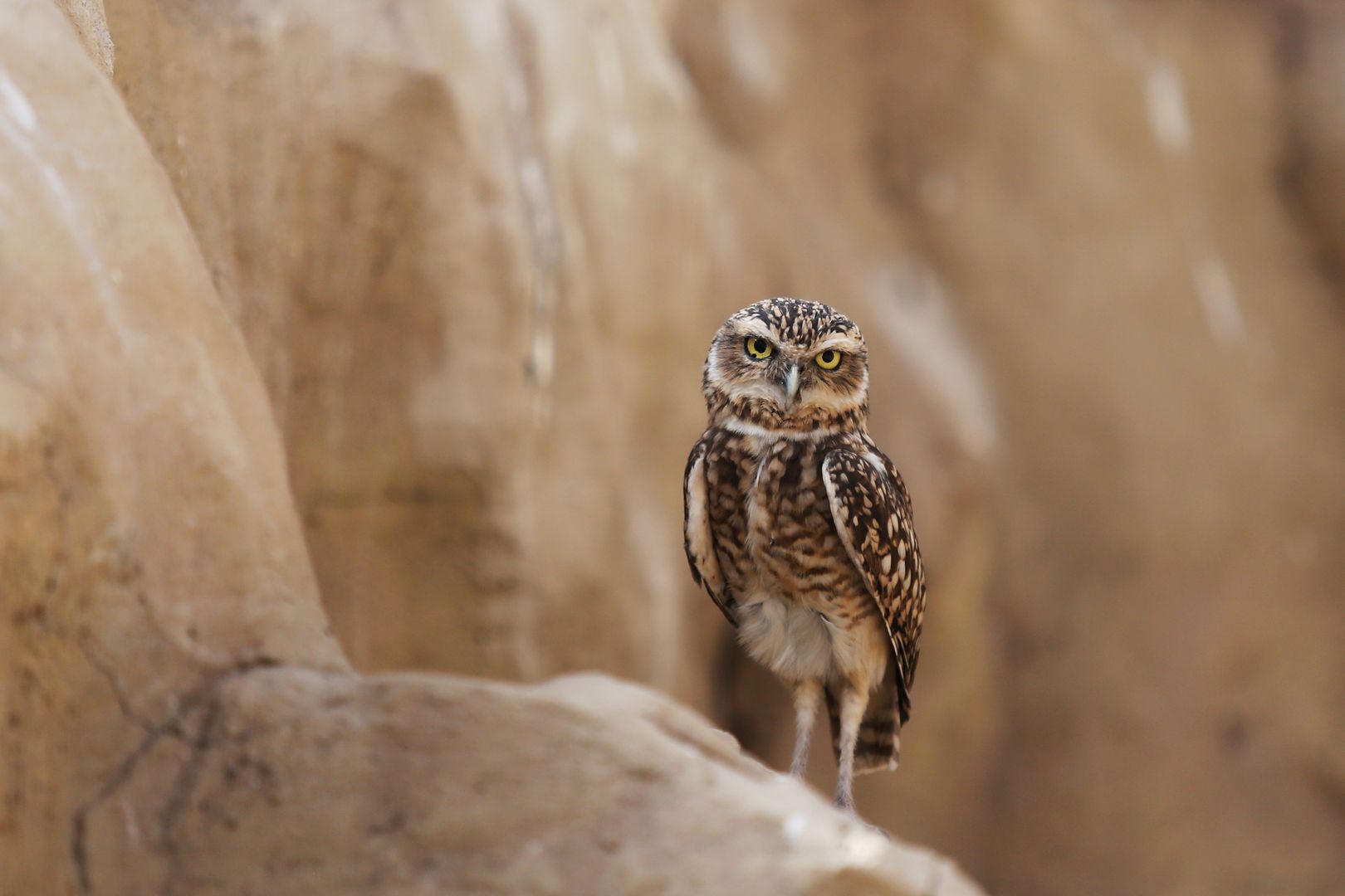 ZOO Budapešť (36)