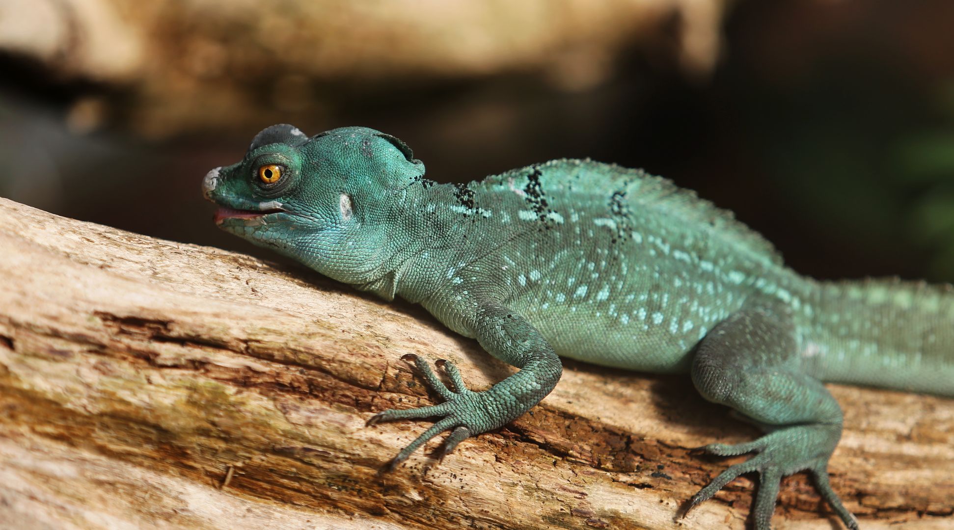 ZOO Budapešť (39)