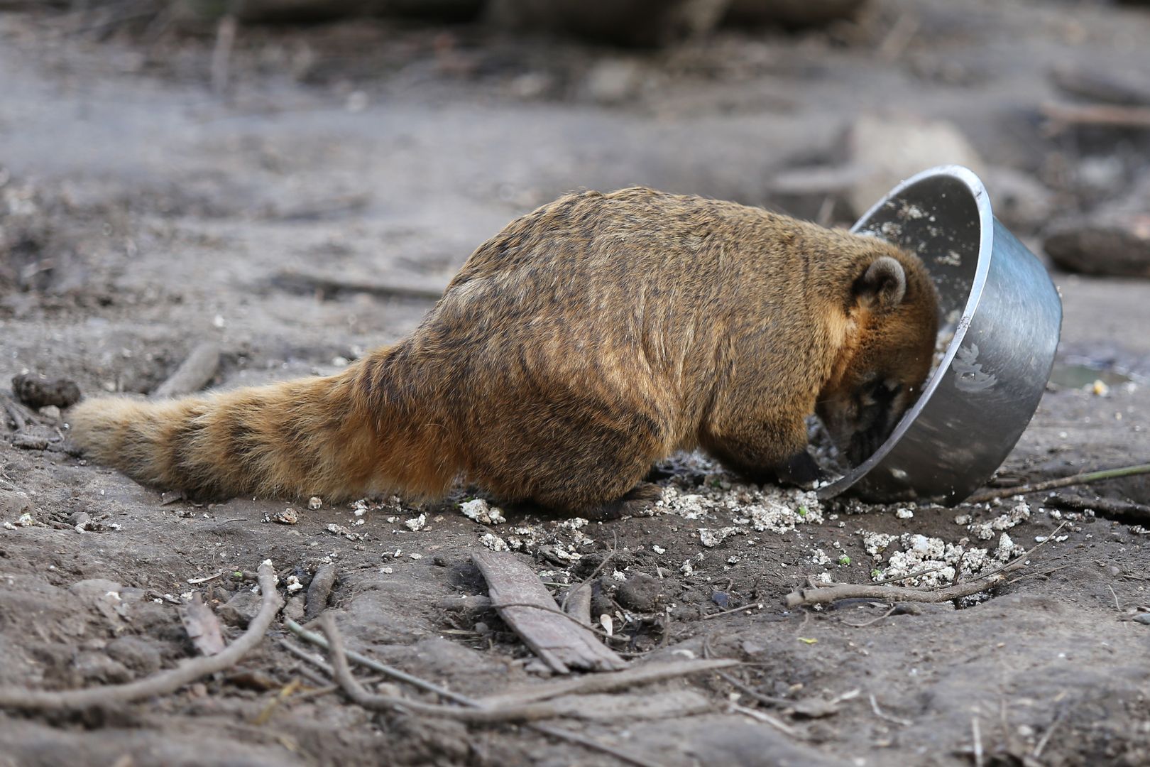 ZOO Budapešť (46)