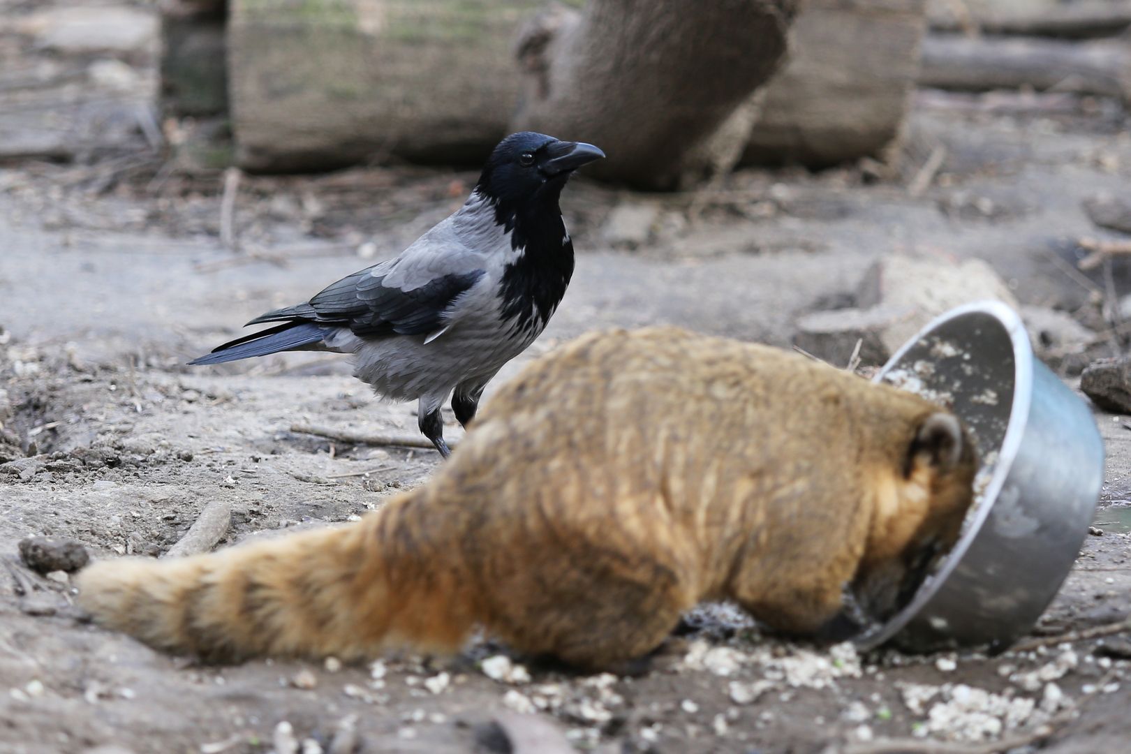 ZOO Budapešť (47)