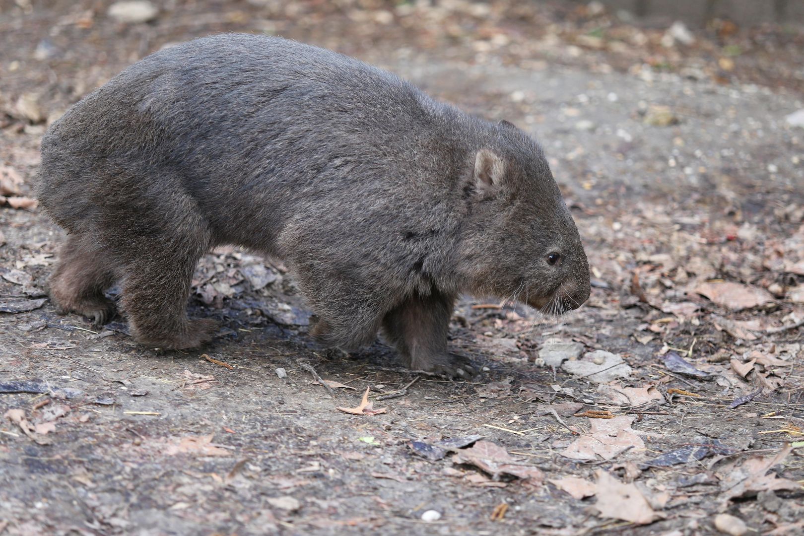 ZOO Budapešť (54)